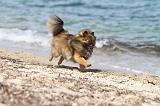 SPITZ ALLEMAND 225
